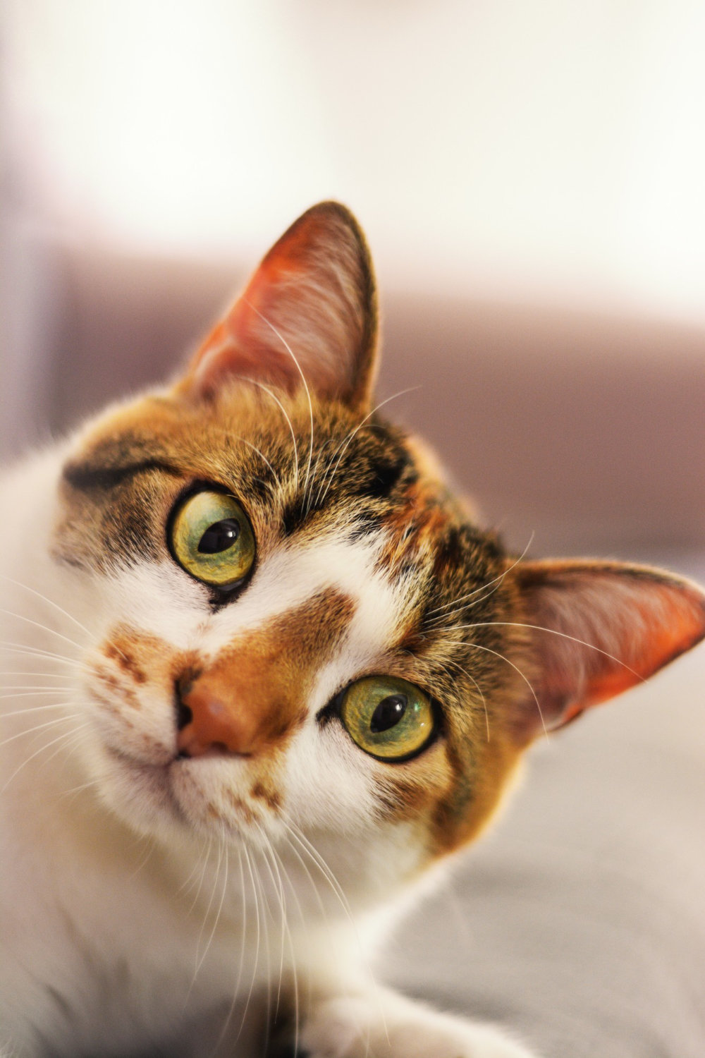 closeup-vertical-shot-cute-european-shorthair-cat.jpg